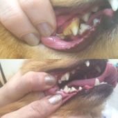 ультразвуковая чистка зубов собаке (до и после)