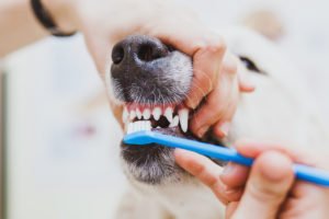 чистка зубов собаке без наркоза