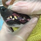ультразвуковая чистка зубов собаке без наркоза (до процедуры)