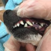 удаление зубного камня у собак (после процедуры)