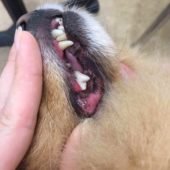 чистка зубов у собак (фото после процедуры)