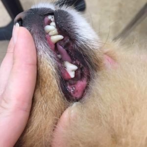 чистка зубов собаке ультразвуком без наркоза (фото после процедуры)