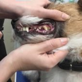 ультразвуковая чистка зубов собаке без наркоза а салоне Артемон (до процедуры)