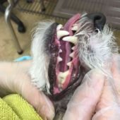 чистка зубов собаке ультразвуком (фото после процедуры)