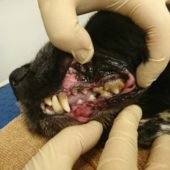 чистка зубов собаке ультразвуком цена