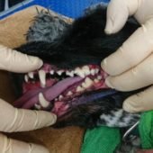 удаление зубного камня ультразвуком у собак (после процедуры)