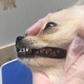 чистка зубного камня ультразвуком у собак (до процедуры)