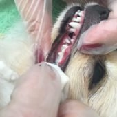 удаление зубного камня у собак (фото после процедуры)