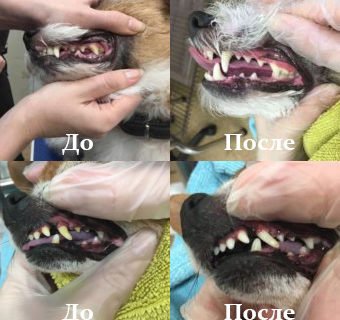 Ультразвуковая чистка зубов у собак без наркоза