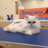 стрижка персидских кошек в груминг салоне "Артемон"