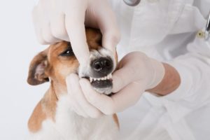 чистка зубов собаке ультразвуком