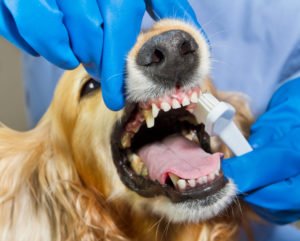 Ультразвуковая чистка зубов собаке