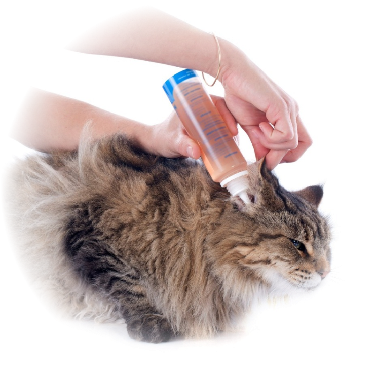 чистка ушей кошке в салоне «АРТЕМОНОфф»