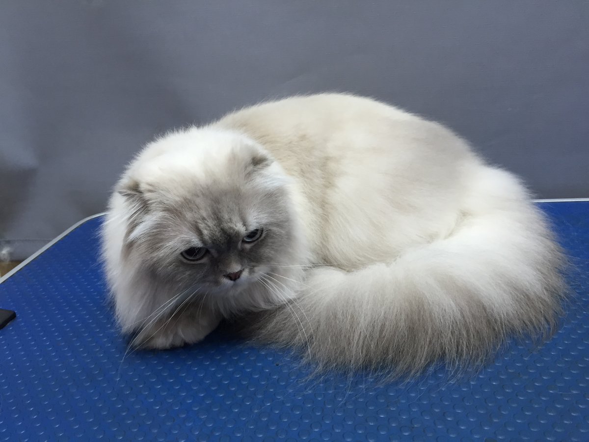 стрижка персидских кошек фото