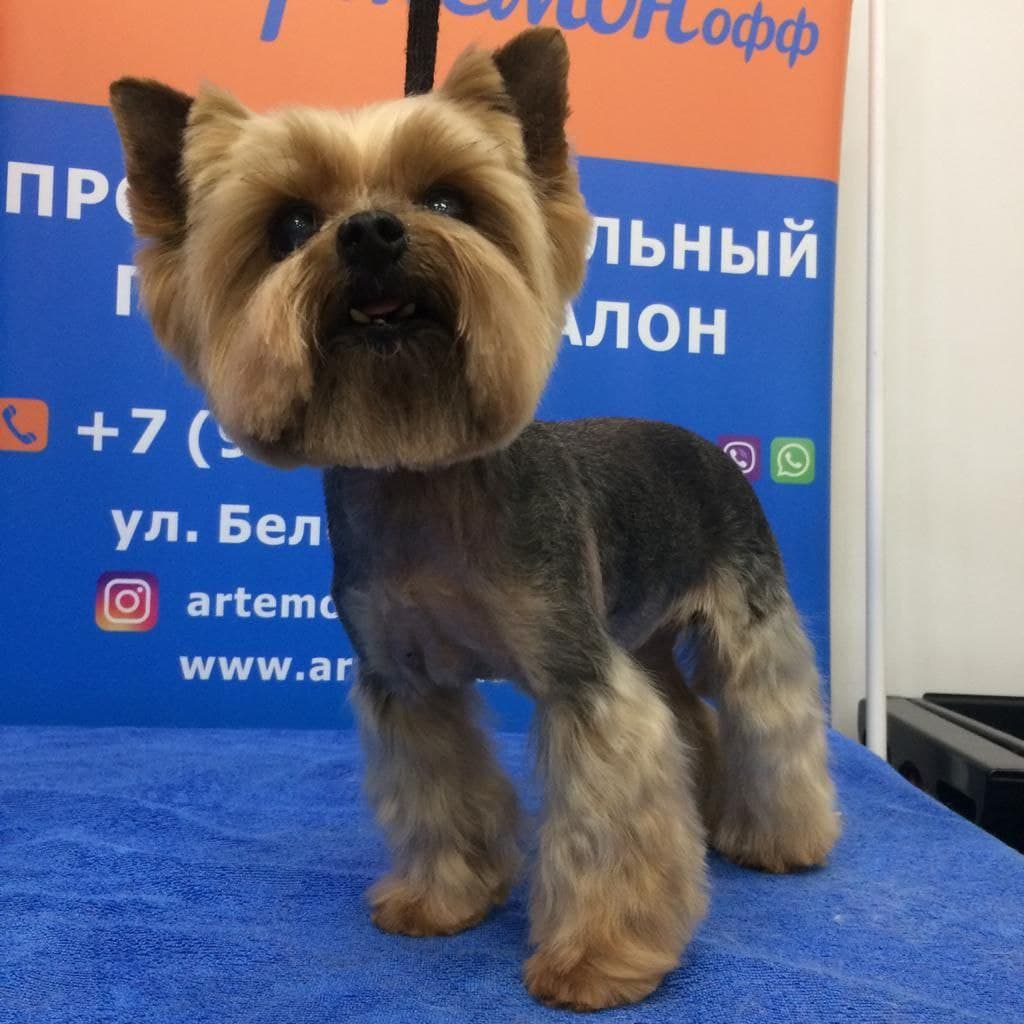 Груминг салон Вест – Йорк: стрижка собак и кошек в Москве (Зоосалоны в САО)