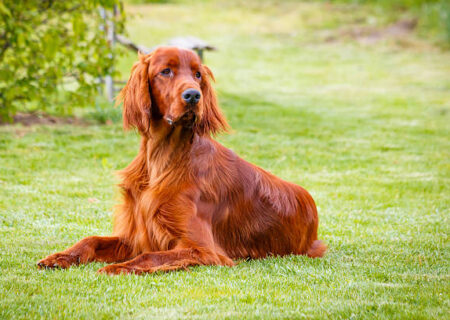 irish setter
